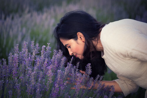 Lavender Fields with Naga