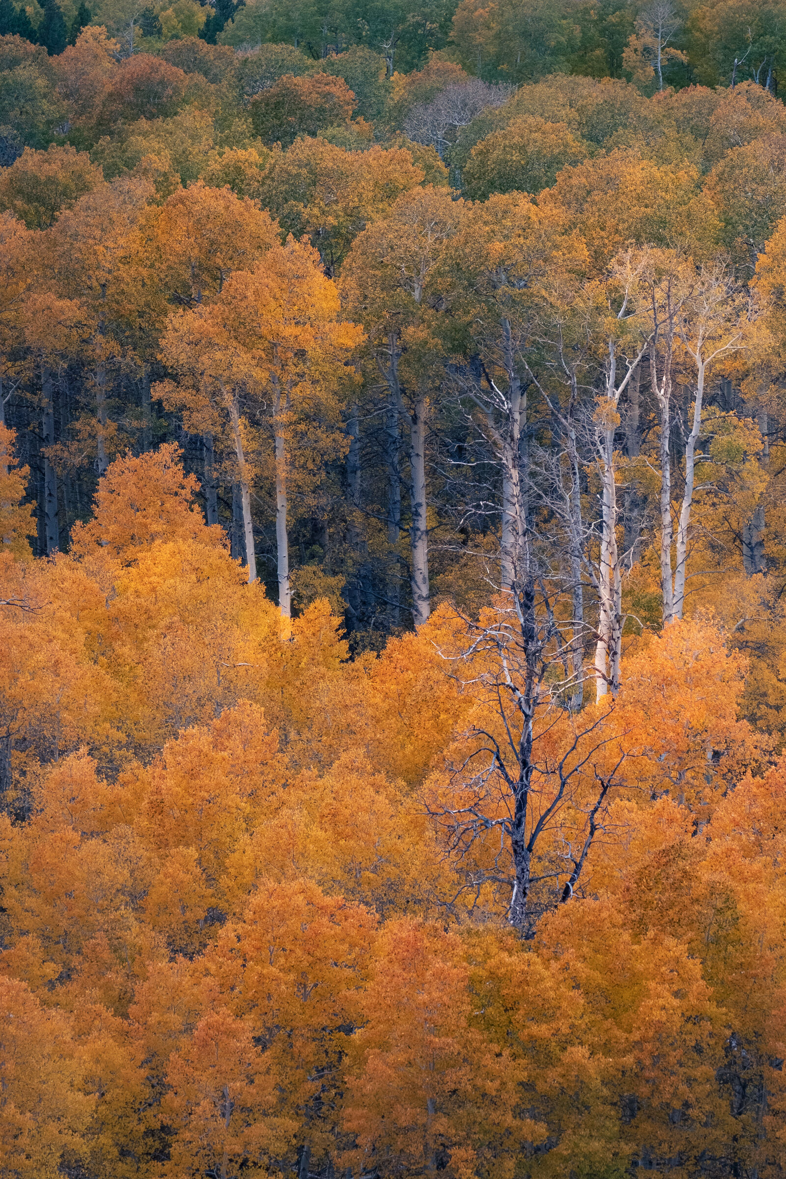 Fall Trees