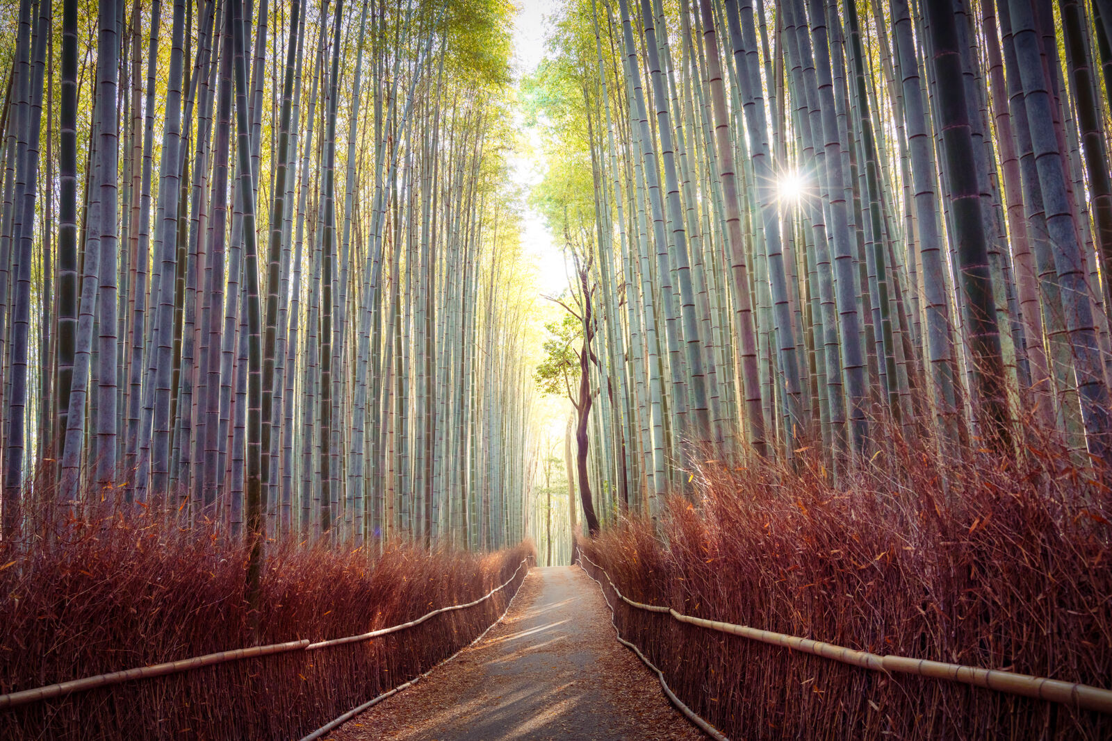 Bamboo Forest